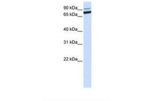 Image no. 1 for anti-XPA Binding Protein 2 (XAB2) (C-Term) antibody (ABIN6738731) (XAB2 antibody  (C-Term))
