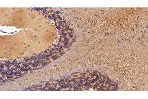 Detection of NSE in Mouse Cerebellum Tissue using Polyclonal Antibody to Enolase, Neuron Specific (NSE) (ENO2/NSE antibody  (AA 2-434))