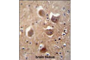 TDRD7 antibody immunohistochemistry analysis in formalin fixed and paraffin embedded human brain tissue followed by peroxidase conjugation of the secondary antibody and DAB staining. (TDRD7 antibody  (C-Term))