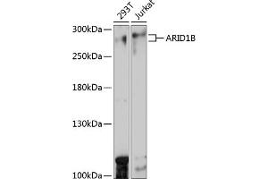 Western blot analysis of extracts of various cell lines, using B antibody (ABIN7265702) at 1:1000 dilution. (ARID1B antibody  (AA 400-650))