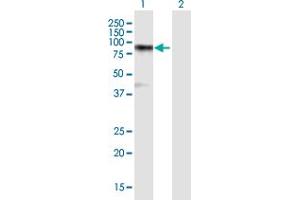 Western Blot analysis of ZBTB1 expression in transfected 293T cell line by ZBTB1 MaxPab polyclonal antibody.