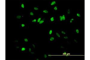Immunofluorescence of purified MaxPab antibody to COBRA1 on HeLa cell. (COBRA1 antibody  (AA 1-475))