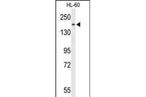 Western blot analysis of PLCB1 Antibody (C-term) (ABIN653321 and ABIN2842813) in HL-60 cell line lysates (35 μg/lane). (Phospholipase C beta 1 antibody  (C-Term))