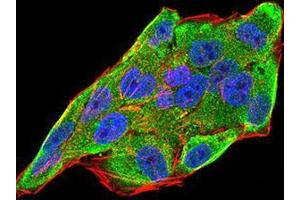 Immunofluorescence analysis of Hela cells using IL28A mouse mAb (green). (IL28A antibody  (AA 1-200))