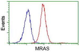 Flow cytometric Analysis of Jurkat cells, using anti-MRAS antibody (ABIN2454547), (Red), compared to a nonspecific negative control antibody, (Blue). (MRAS antibody)