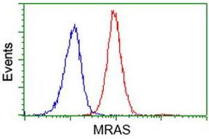 Flow cytometric Analysis of Jurkat cells, using anti-MRAS antibody (ABIN2454547), (Red), compared to a nonspecific negative control antibody, (Blue). (MRAS antibody)