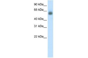 GRHL3 antibody used at 0. (GRHL3 antibody  (C-Term))