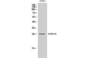 Western Blotting (WB) image for anti-Apolipoprotein B mRNA Editing Enzyme, Catalytic Polypeptide-Like 3A (APOBEC3A) (Internal Region) antibody (ABIN6283748)