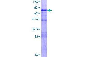BRE Protein (AA 1-415) (GST tag)