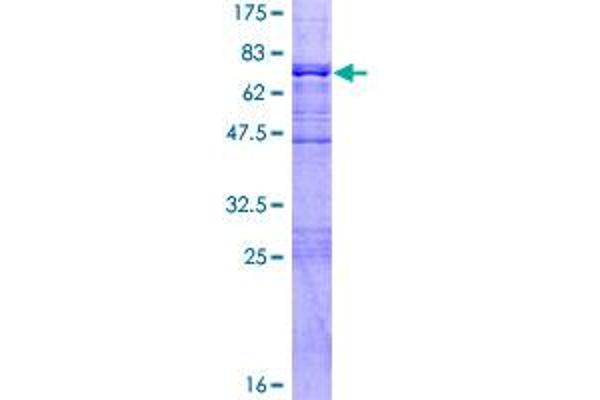 BRE Protein (AA 1-415) (GST tag)