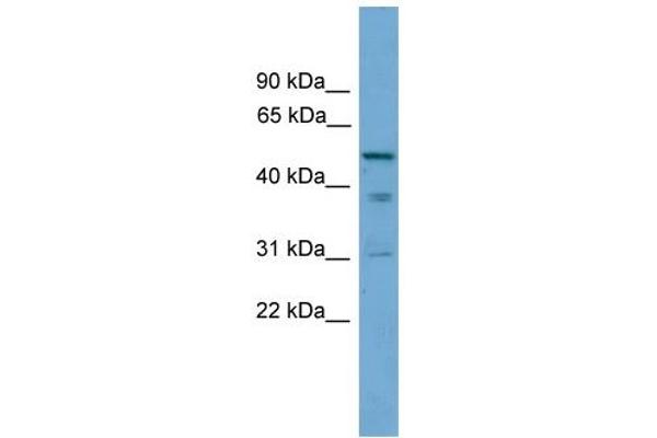 TINAG antibody  (Middle Region)