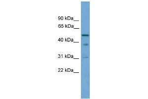 WB Suggested Anti-TINAG Antibody Titration: 0. (TINAG antibody  (Middle Region))