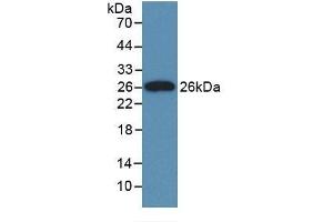 Detection of Recombinant CLU, Rat using Monoclonal Antibody to Clusterin (CLU) (Clusterin antibody  (AA 227-447))