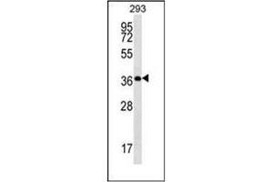 Western blot analysis of OR10H5 Antibody (C-term) in 293 cell line lysates (35ug/lane).