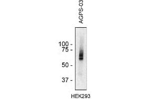 Western blotting analysis of AGPS in HEK293 cell lysate using monoclonal antibody AGPS-03 . (AGPS antibody  (AA 158-384))