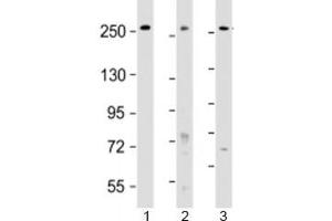 Western blot testing of human 1) HeLa, 2) HT-29 and 3) WiDr cell lysate with PCNXL2 antibody at 1:2000.