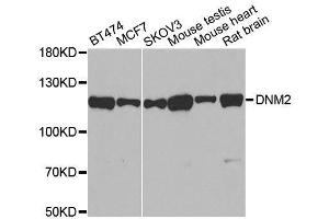 Western blot analysis of extracts of various cell lines, using DNM2 antibody. (DNM2 antibody)
