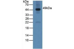 Figure. (GAL3ST1 antibody  (AA 57-196))