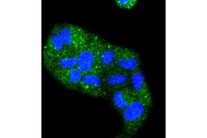 Immunofluorescence (Cultured Cells) (IF (cc)) image for anti-Keratin 4 (KRT4) antibody (ABIN5557444)