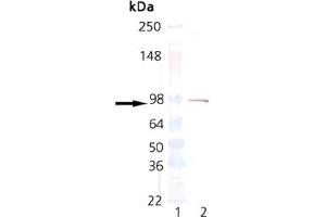 Western blot analysis of Estrogen Receptor alpha mAb: Lane 1: MWM, Lane 2: Estrogen Receptor 1 (GST-tagged ER1 protein control runs at 92 kDa). (Estrogen Receptor alpha antibody  (C-Term))