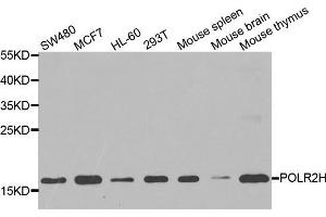 Western blot analysis of extracts of various cell lines, using POLR2H antibody (ABIN5974176) at 1/1000 dilution.