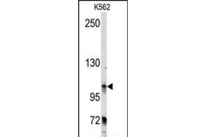 Western blot analysis of anti-BICD2 Antibody (C-term) (ABIN392178 and ABIN2841891) in K562 cell line lysates (35 μg/lane). (BICD2 antibody  (C-Term))