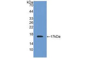 Western blot analysis of recombinant Mouse TTR. (TTR antibody  (AA 21-147))