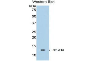 Western Blotting (WB) image for anti-Secreted Frizzled-Related Protein 4 (SFRP4) (AA 265-346) antibody (ABIN1176502) (SFRP4 antibody  (AA 265-346))