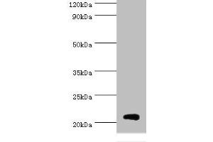 Western blot All lanes: Histone H1. (Histone H1-Like (LOC107807853) (AA 1-194) antibody)