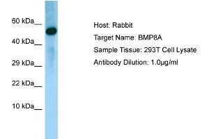 Western Blotting (WB) image for anti-Bone Morphogenetic Protein 8A (BMP8A) (N-Term) antibody (ABIN2790142) (BMP8A antibody  (N-Term))