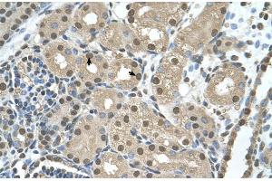 Human kidney (SBDS antibody  (N-Term))