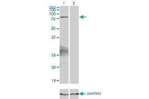 Western blot analysis of ZBTB33 over-expressed 293 cell line, cotransfected with ZBTB33 Validated Chimera RNAi (Lane 2) or non-transfected control (Lane 1). (ZBTB33 antibody  (AA 564-673))