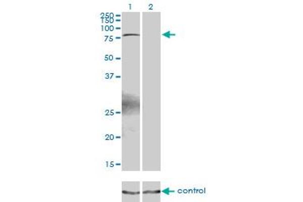 ZBTB33 Antikörper  (AA 564-673)
