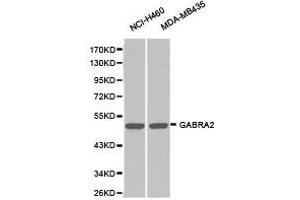 Western Blotting (WB) image for anti-gamma-aminobutyric Acid (GABA) A Receptor, alpha 2 (GABRA2) antibody (ABIN1872758) (GABRA2 antibody)