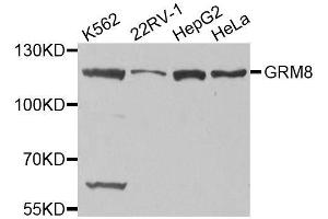 Western blot analysis of extracts of various cell lines, using GRM8 antibody. (GRM8 antibody)