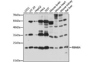 Western blot analysis of extracts of various cell lines, using RBM8A antibody (ABIN6290867) at 1:1000 dilution. (RBM8A antibody)