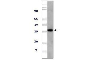 Western blot analysis using TUG mouse mAb against NIH/3T3 cell lysate. (ASPSCR1 antibody)