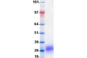 Validation with Western Blot