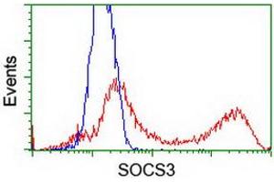 Image no. 3 for anti-Suppressor of Cytokine Signaling 3 (SOCS3) antibody (ABIN1501055) (SOCS3 antibody)