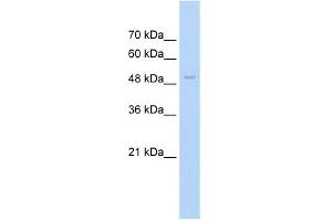 WB Suggested Anti-FAM174B Antibody Titration:  2. (FAM174B antibody  (N-Term))