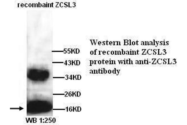DNAJC24 Antikörper  (Internal Region)