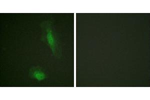 Peptide - +Immunofluorescence analysis of HeLa cells, using Akt (Ab-129) antibody.