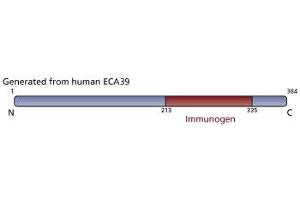 Image no. 1 for anti-Branched Chain Amino-Acid Transaminase 1, Cytosolic (BCAT1) (AA 213-335) antibody (ABIN968446) (BCAT1 antibody  (AA 213-335))