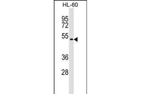 GSG1 antibody  (C-Term)
