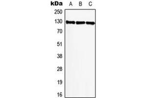 Western blot analysis of BIKE expression in A549 (A), NIH3T3 (B), PC12 (C) whole cell lysates. (BMP2K antibody  (Center))