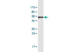 Western Blot detection against Immunogen (55. (Enkephalin antibody  (AA 1-267))