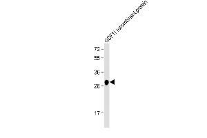 Anti-GDF11 Antibody at 1:2000 dilution + GDF11 recombinant protein Lysates/proteins at 20 ng per lane. (GDF11 antibody)