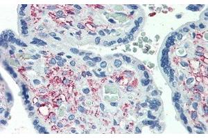 Detection of GDF11 in Human Placenta Tissue using Polyclonal Antibody to Growth Differentiation Factor 11 (GDF11) (GDF11 antibody  (AA 299-407))