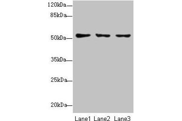 SLC46A2 antibody  (AA 45-78)