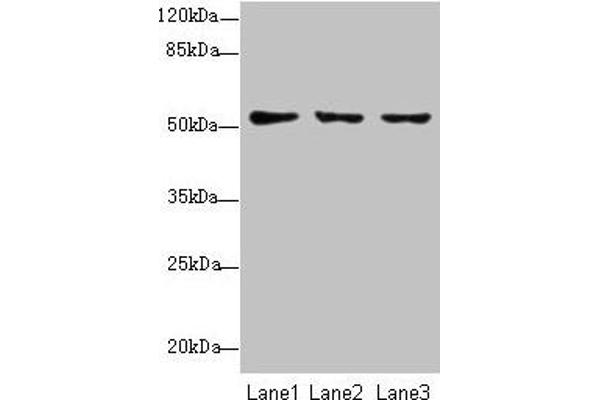 SLC46A2 anticorps  (AA 45-78)